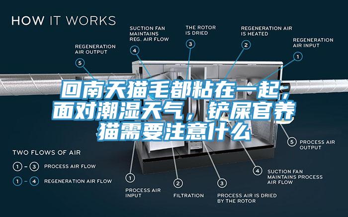回南天貓毛都粘在一起，面對潮濕天氣，鏟屎官養(yǎng)貓需要注意什么