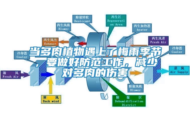 當(dāng)多肉植物遇上了梅雨季節(jié)，要做好防范工作，減少對多肉的傷害
