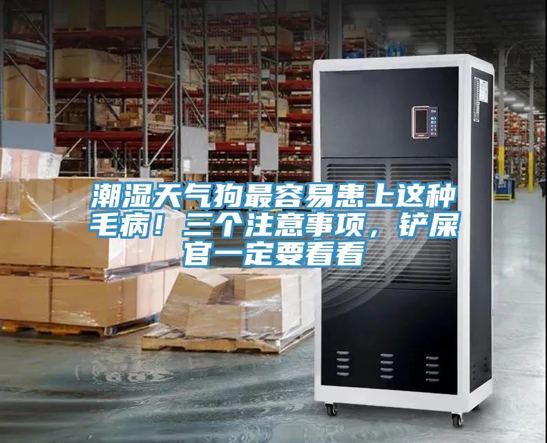 潮濕天氣狗最容易患上這種毛?。∪齻€(gè)注意事項(xiàng)，鏟屎官一定要看看