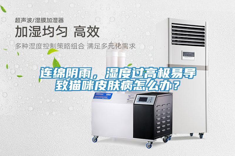 連綿陰雨，濕度過高極易導致貓咪皮膚病怎么辦？
