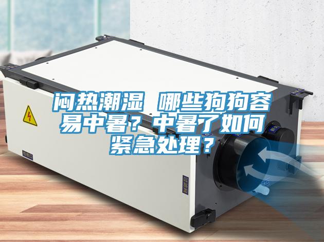 悶熱潮濕 哪些狗狗容易中暑？中暑了如何緊急處理？
