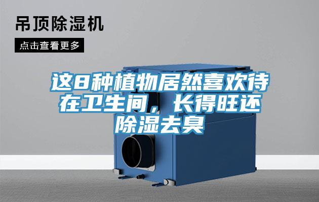 這8種植物居然喜歡待在衛(wèi)生間，長得旺還除濕去臭