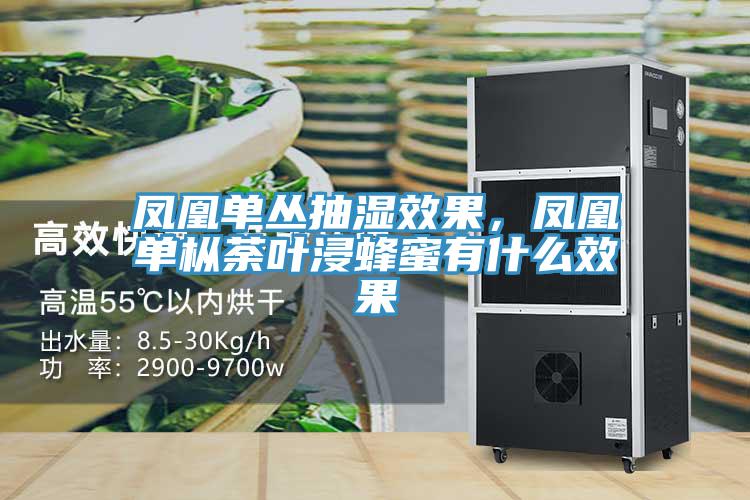 鳳凰單叢抽濕效果，鳳凰單樅荼葉浸蜂蜜有什么效果