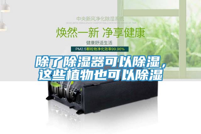 除了除濕器可以除濕，這些植物也可以除濕